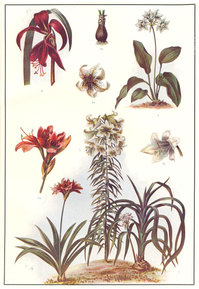 LILY AMARYLLIS. Golden garden Crinum scabrum Eucharis amazonica Jacob's 1907